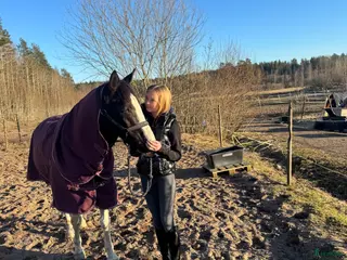 hästar Bästa vän och stjärna ⭐️ - Annons 2