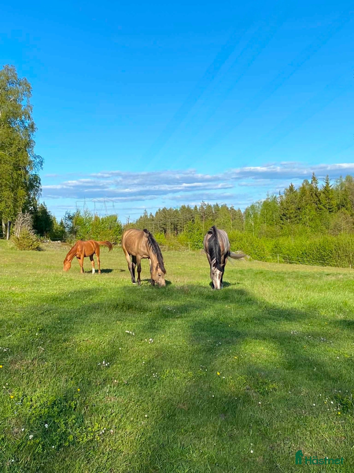  hästar Sökes: Bästa kompis  - Annons 6
