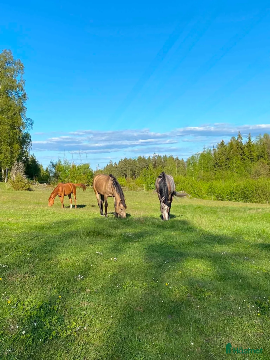 Allround hästar sökes: Sökes: Bästa kompis  - Annons 1