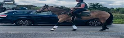 Allround hästar till salu: Easy 148 pony - Annons 8
