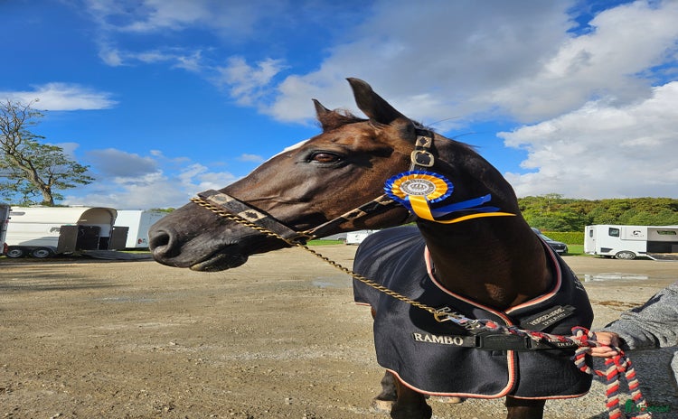  hästar i Onslunda - Annons 1