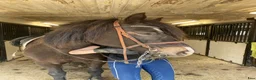 Allround hästar till salu: Piggt kallblodssto  - Annons 5