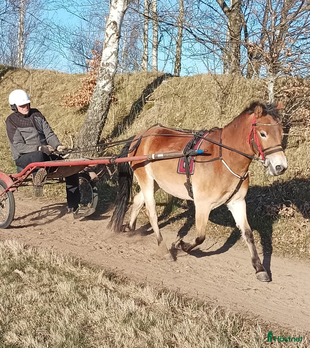 Trav hästar till salu: 3årigt Russ Sto Ponnytravar i Förslöv - Annons 2