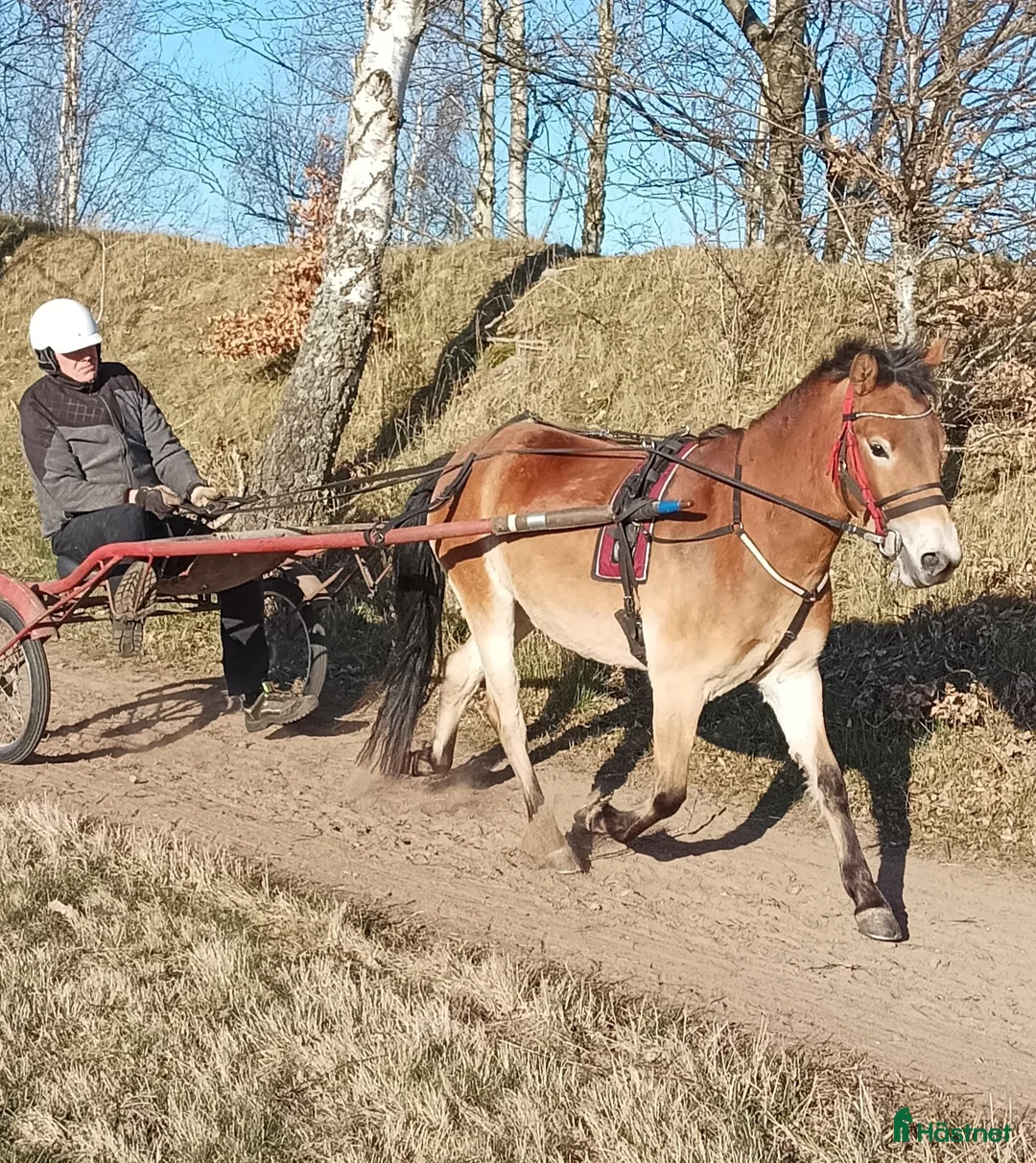 Trav hästar till salu: 3årigt Russ Sto Ponnytravar i Förslöv - Annons 2