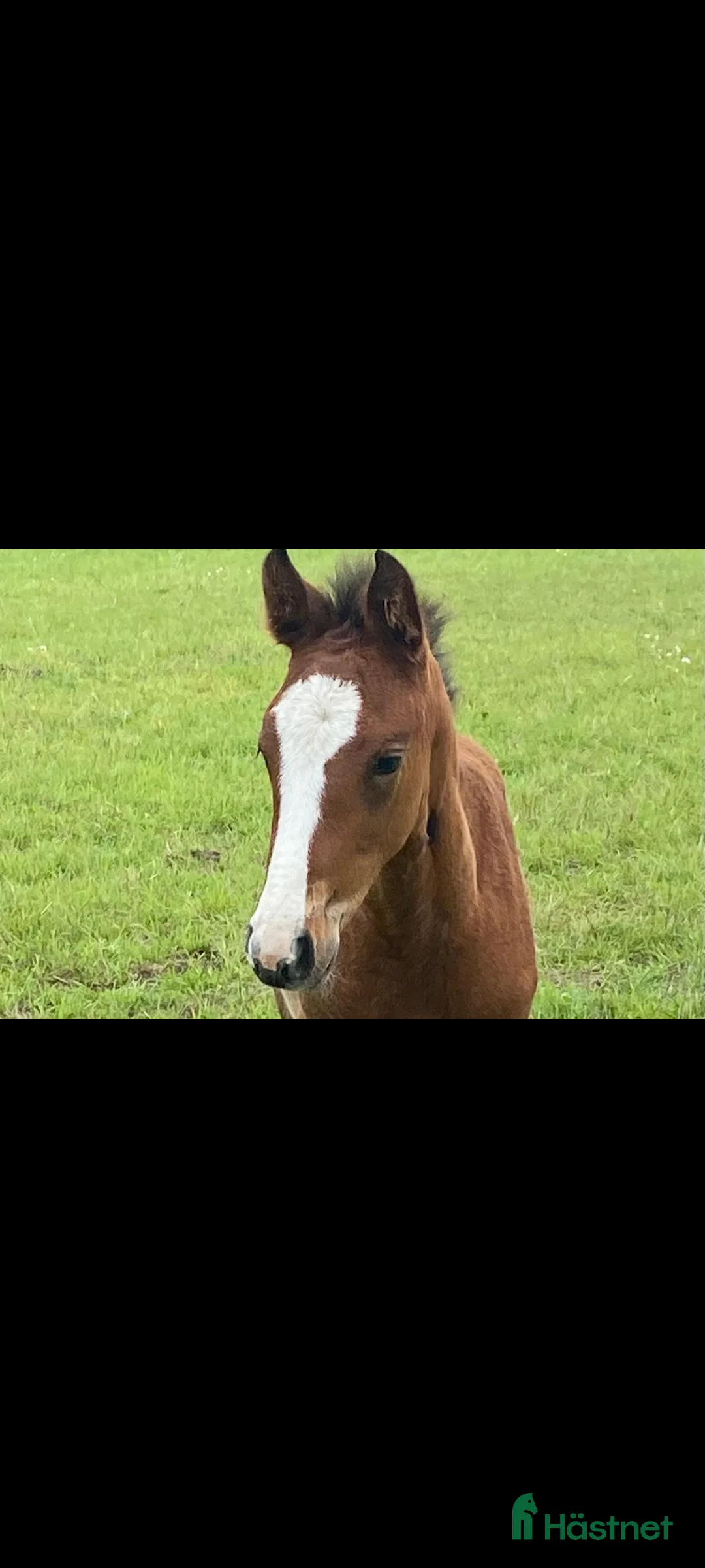 Hoppning hästar till salu: 5-årigt sto med enorm personlighet och potential  - Annons 5