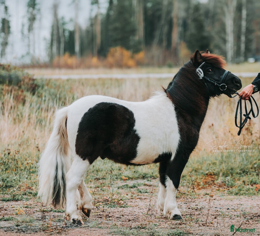  hästar Trevlig shettisvalack - Annons 5