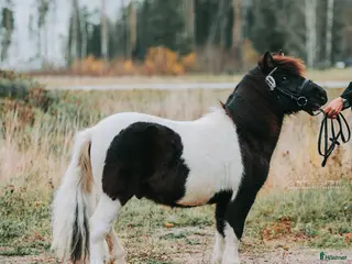 hästar Trevlig shettisvalack - Annons 5