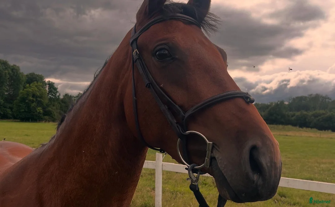 Hoppning hästar till salu: 5-årigt sto till hoppning och eller fälttävlan! i Tun - Annons 4