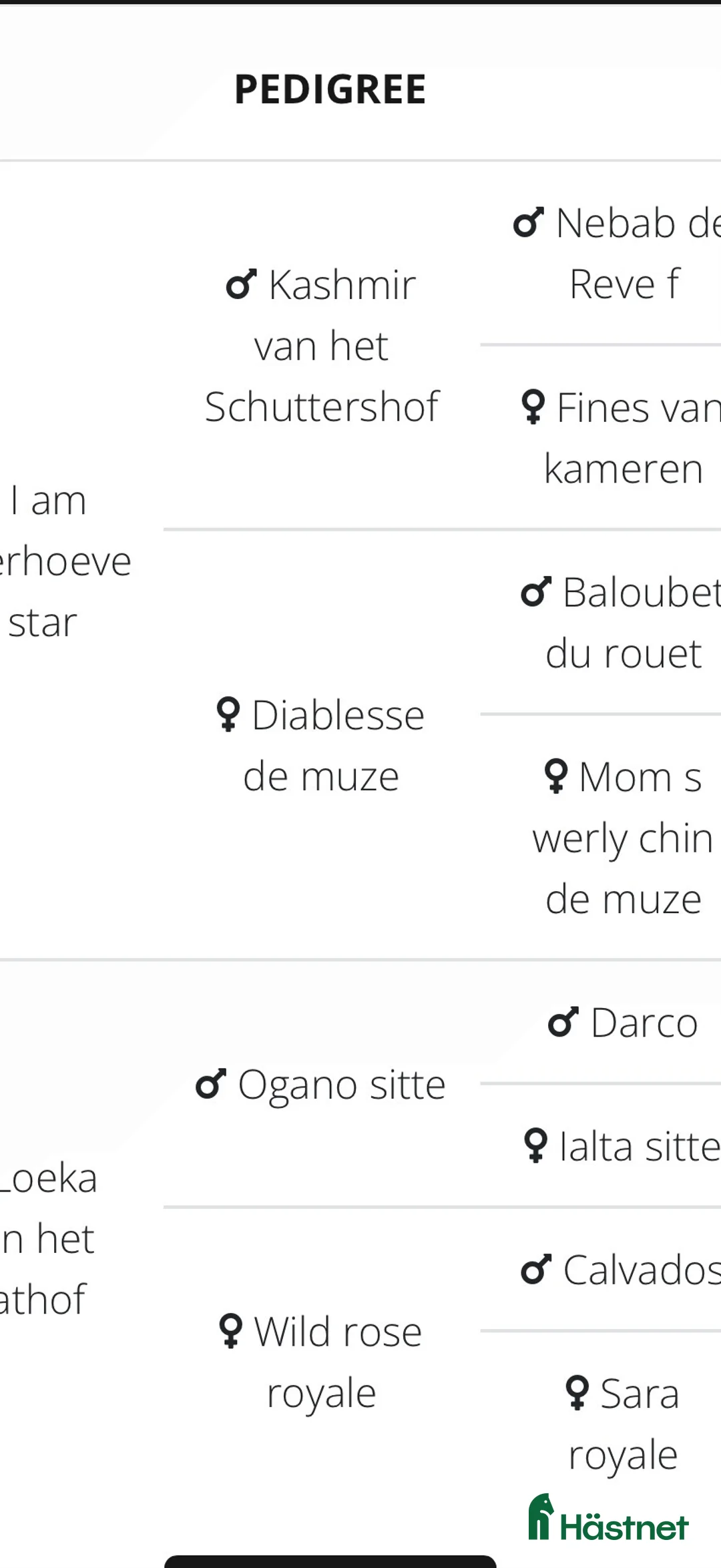 Hoppning hästar till salu: Läromästare 🐴 - Annons 2