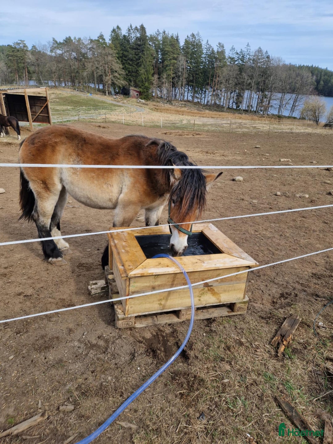 foderhäst finnes: Söker fodervärd till mina prinsessor - Annons 2