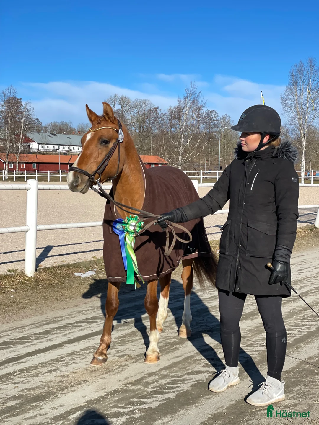 Dressyr hästar till salu: Fantastisk ungponny - Annons 2