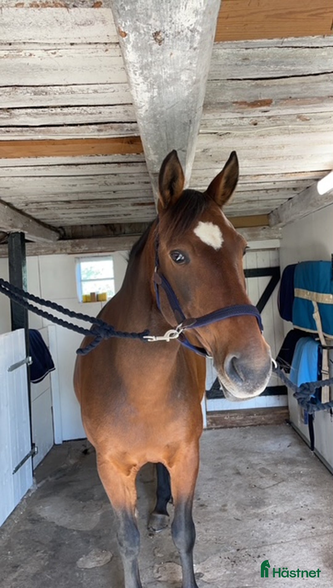 Övrigt hästar till salu: Tequilla och Bosse i Fridlevstad - Annons 5