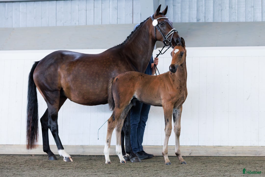 Dressyr hästar till salu: ⭐️ Hingstföl med karisma ⭐️ i Karlstad - Annons 3
