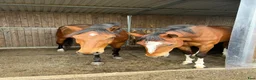  stallplats finnes: Stallplats Anneberg/älvsåker Kungsbacka  - Annons 4
