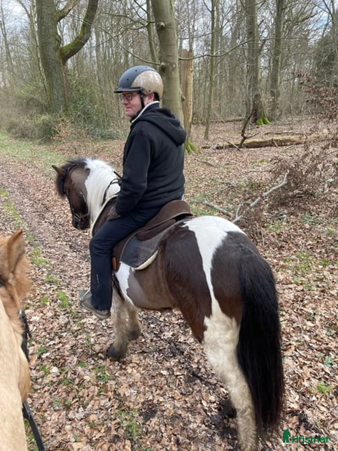 Dressyr hästar till salu: Vacker islandshäst, valack i Stockholm - Annons 2