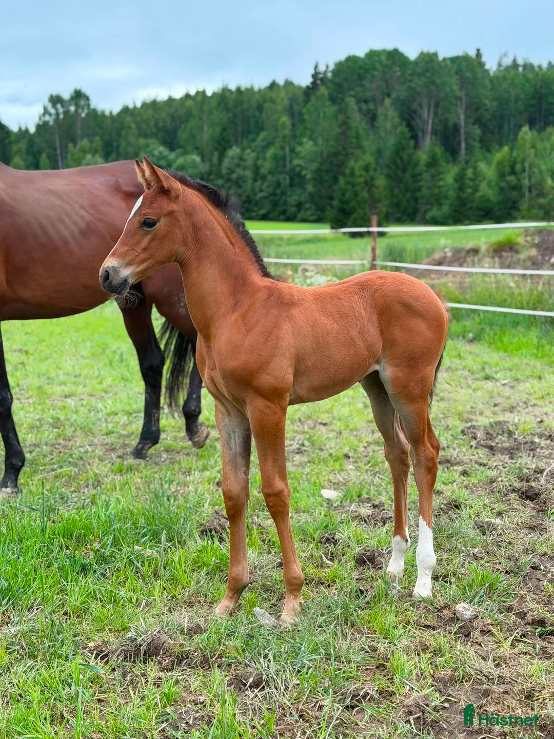 Dressyr hästar till salu: Zafferano - Zhivago FWB filly for sale - Annons 2