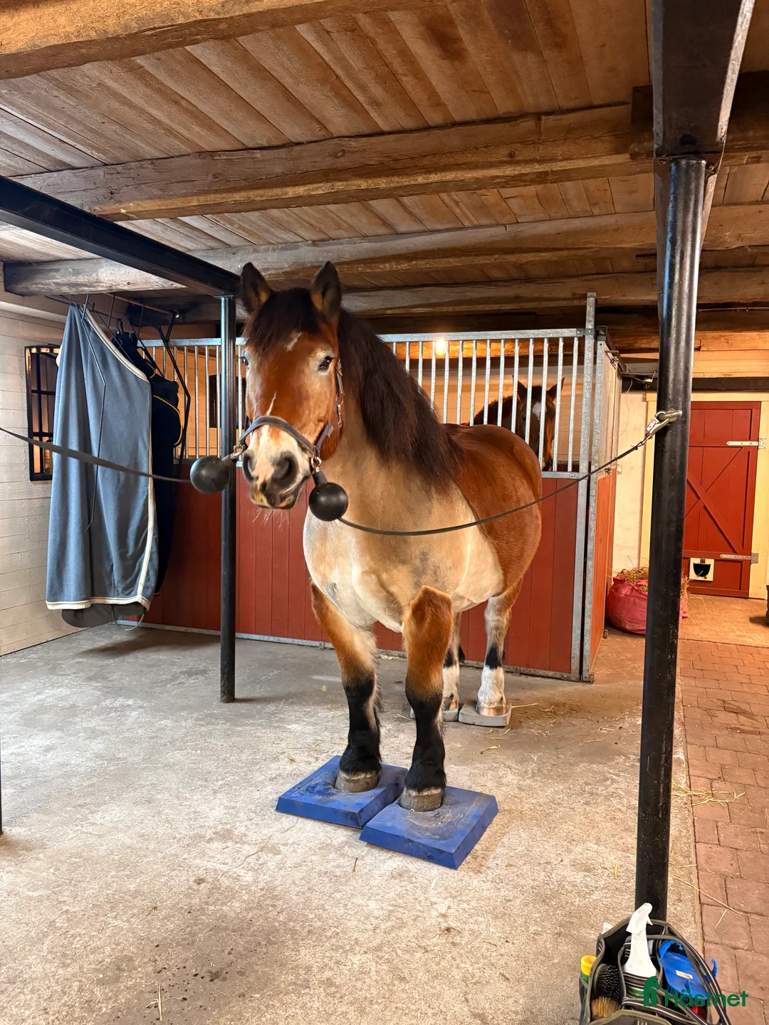  stallplats finnes: Boxplats  i Åhus - Annons 2