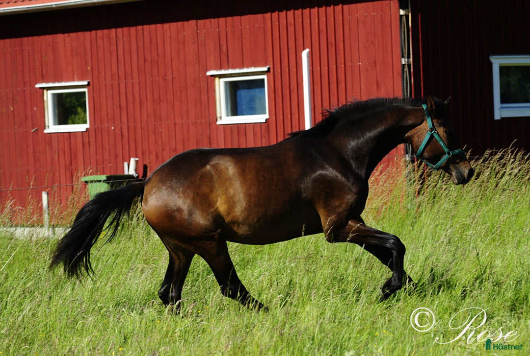 Dressyr hästar till salu: Lyxigt SWB sto E: Blue Hors Storm i Töreboda - Bild 4