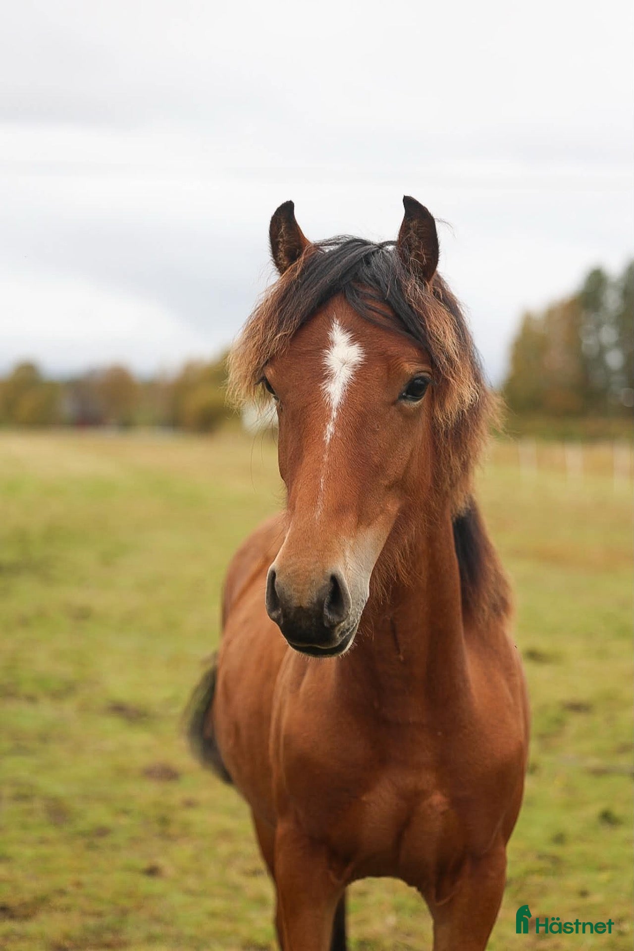  hästar till salu: Spännande Welsh cob sto  - Annons 2