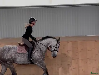 Allround hästar till salu: Snäll 6 års sto e Kannan - Annons 1
