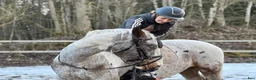 Allround hästar sökes: 🌟Häst sökes🌟 - Annons 4