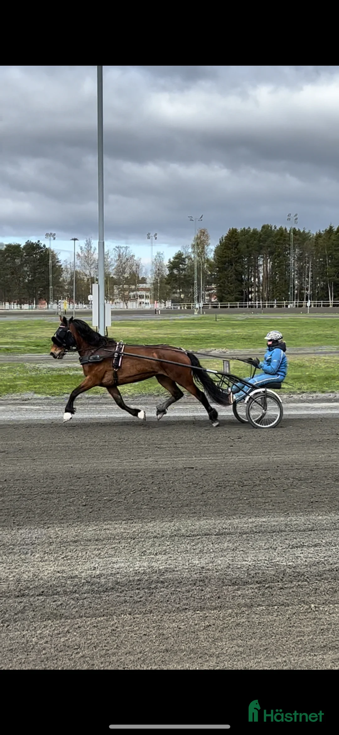Allround hästar till salu: Bonus Glitterfina - Annons 3