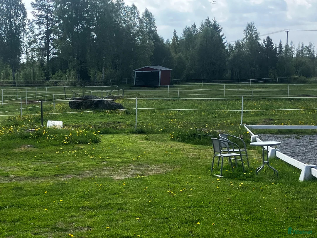  foderhäst sökes: Söker betes kompis  i Umeå - Annons 2