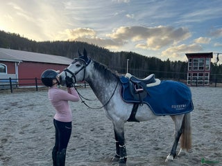 foderhäst Samarbete/foderavtal sökes i Ramsele - Annons 2