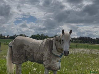 hästar Rolig allroundponny i Norrköping - Annons 8