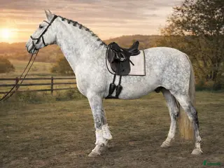 hästar Ståtlig valack med hjärta av guld! - Annons 1