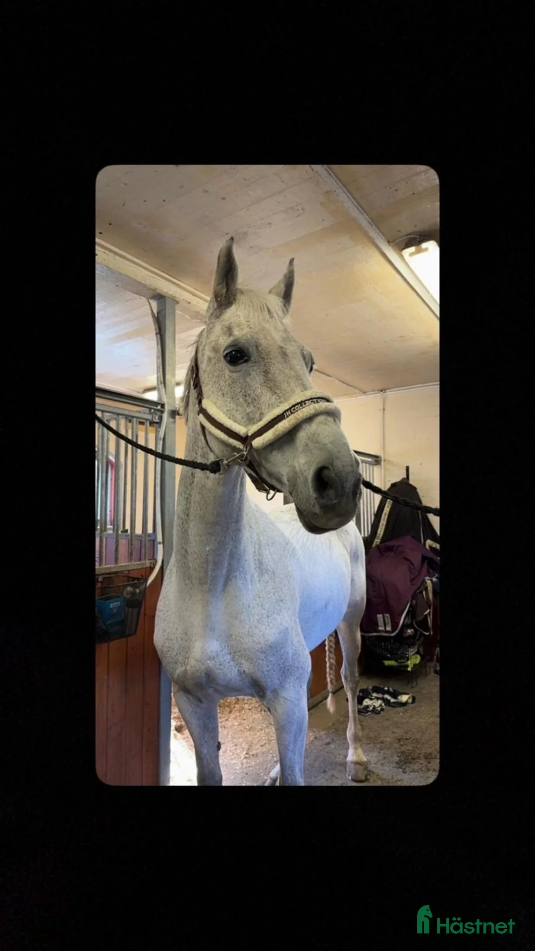 Allround hästar till salu: Lyxig mamma/dotter häst  - Annons 3