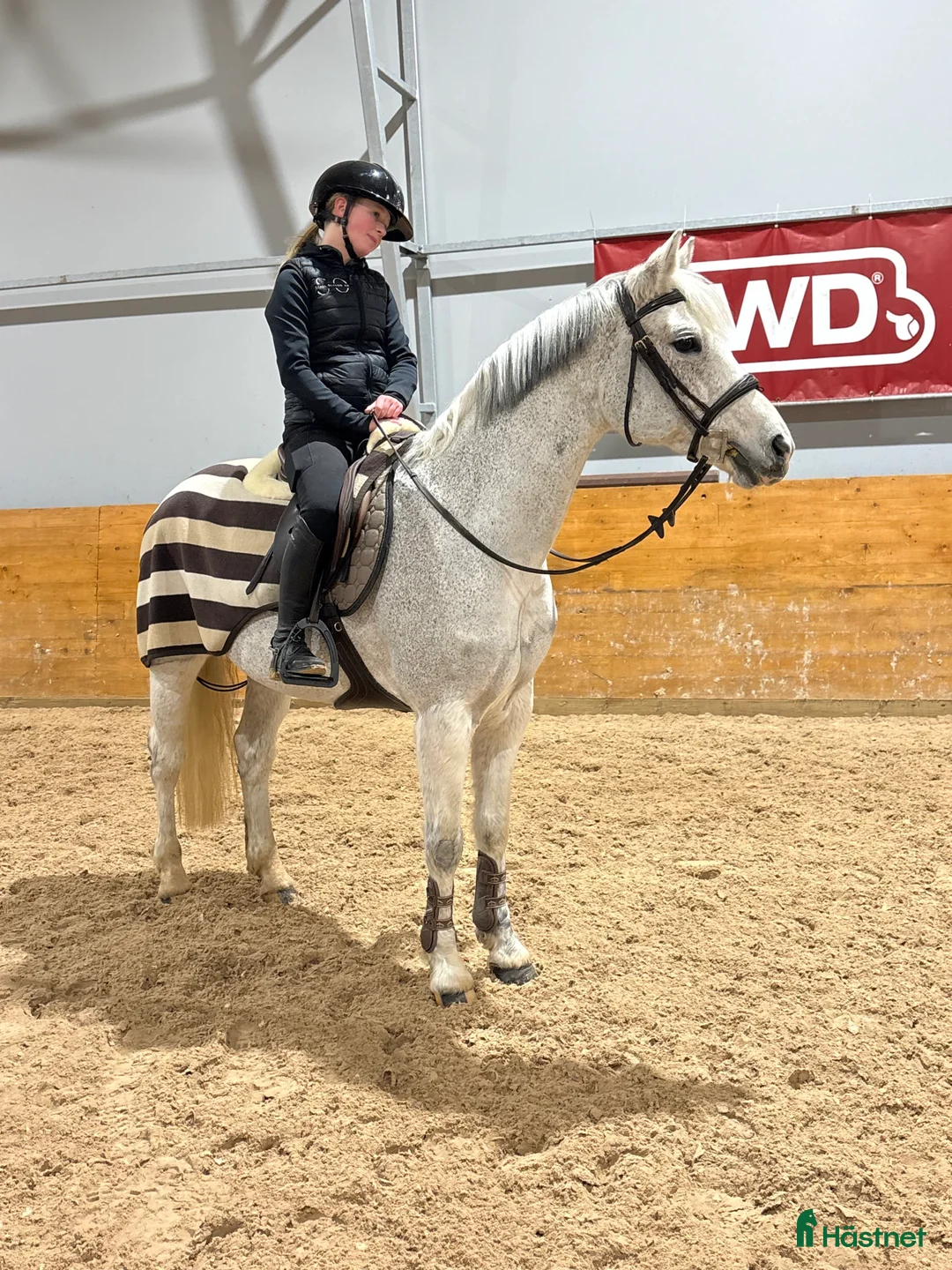 Hoppning hästar till salu: Perfekt läromästare! i Västra Tunhem - Annons 1