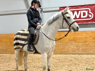 hästar Perfekt läromästare! i Västra Tunhem - Annons 16