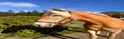 Allround hästar till salu: Lovande ungsto - Annons 3