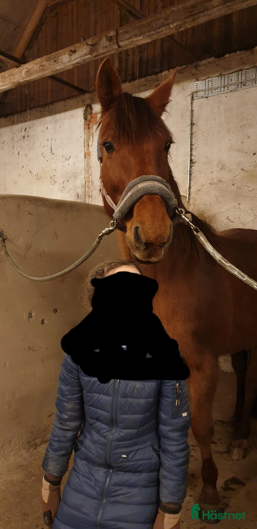 Allround hästar till salu: Till salu alternativt lämnas ut på foder i Skurup - Annons 4