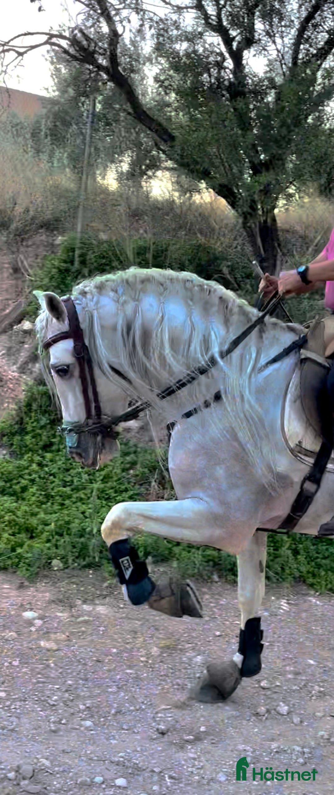 Avelshästar hästar till salu: PRE Avelshingst med dom äldsta blodslinjerna  i Hägersten - Annons 1