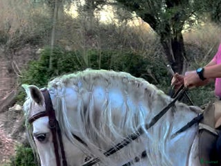 hästar PRE Avelshingst med dom äldsta blodslinjerna i Hägersten - Annons 14