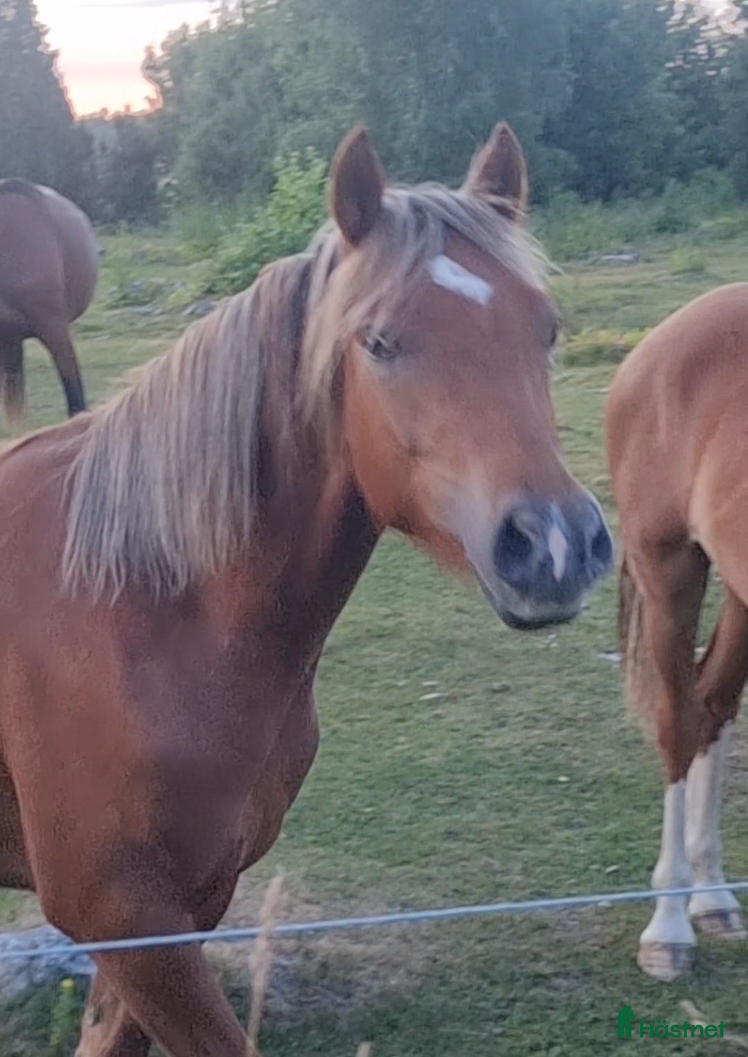 hästar Guldbelönad Welsh Cob valack - Annons 14