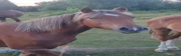 Allround hästar till salu: Guldbelönad Welsh Cob valack i Vingåker - Annons 1