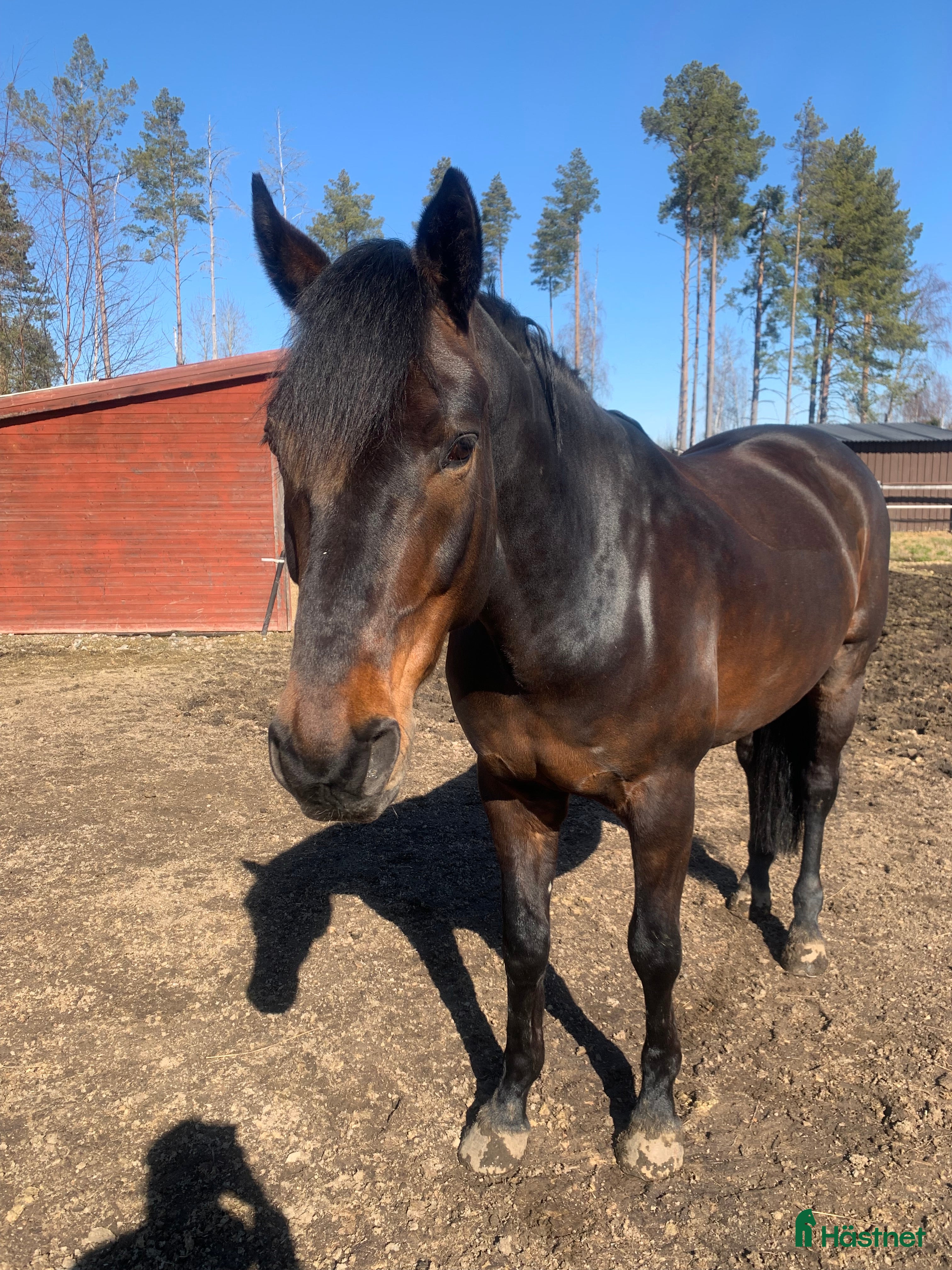  hästar Charming söker ett nytt hem i Piteå - Annons 17