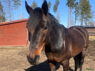 hästar Charming söker ett nytt hem i Piteå - Annons 14