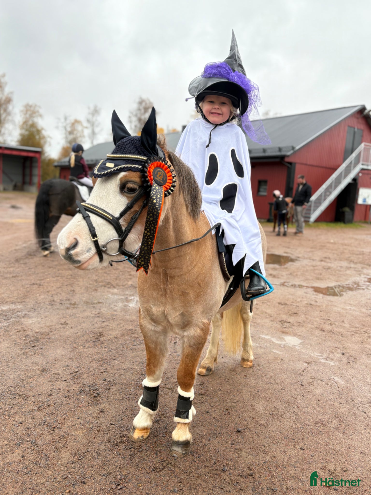  foderhäst Till rätt familj, finns en b-ponny.  - Annons 1