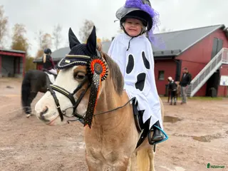 foderhäst Till rätt familj, finns en b-ponny. - Annons 1