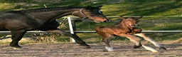 Dressyr hästar till salu: Gångartsföl med galopp ++ - Annons 9