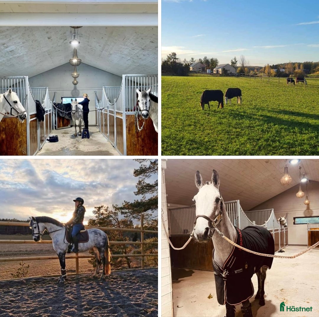  stallplats finnes: Stallplats i lite stall utanför Söderköping (Hälla i Söderköping - Annons 1