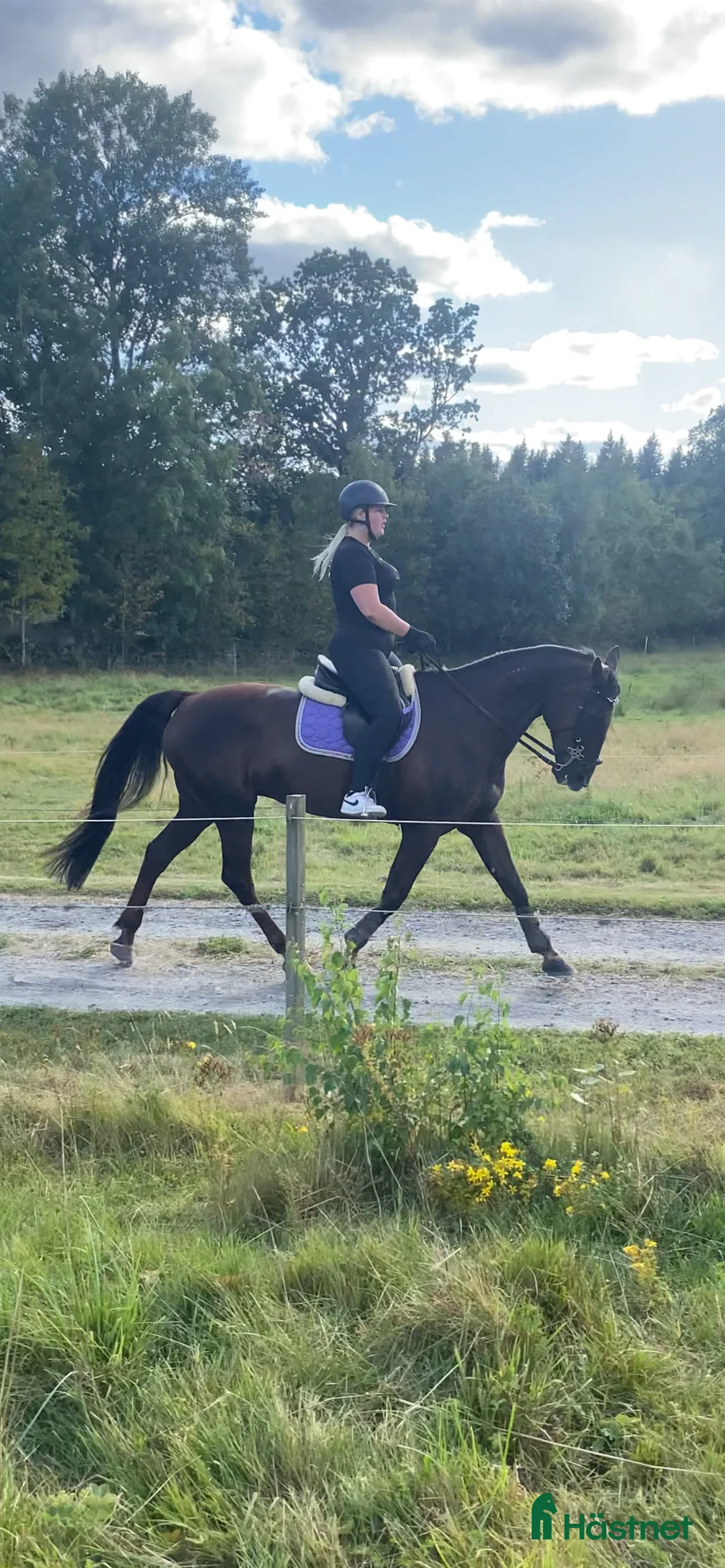 Allround hästar sökes: Bästavän sökes🥰 i Jönköping - Annons 2