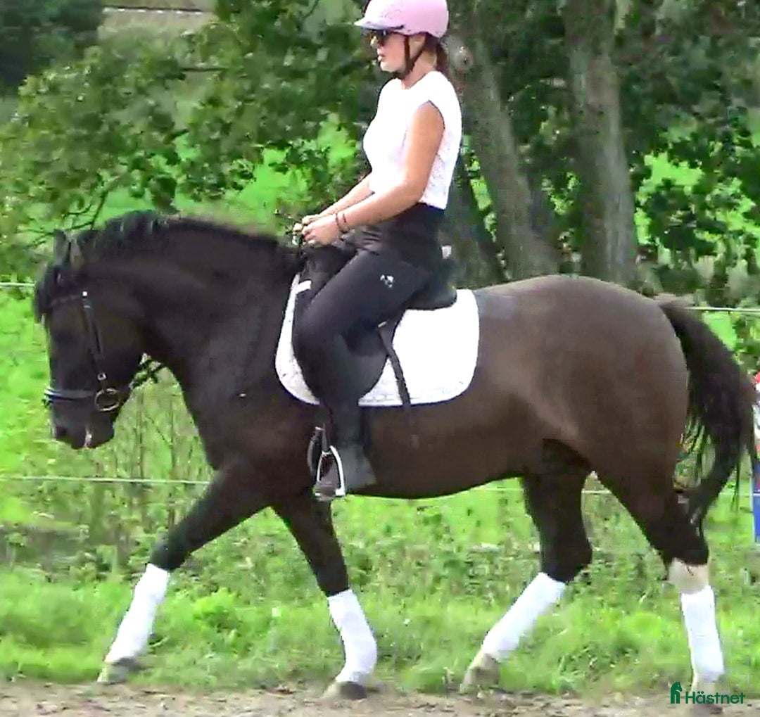 Allround hästar till salu: The talented Pony you’re looking for! i Örsundsbro - Annons 8