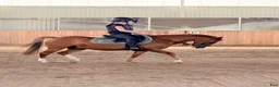 Allround hästar till salu: Fina Valentino❤️ - Annons 1