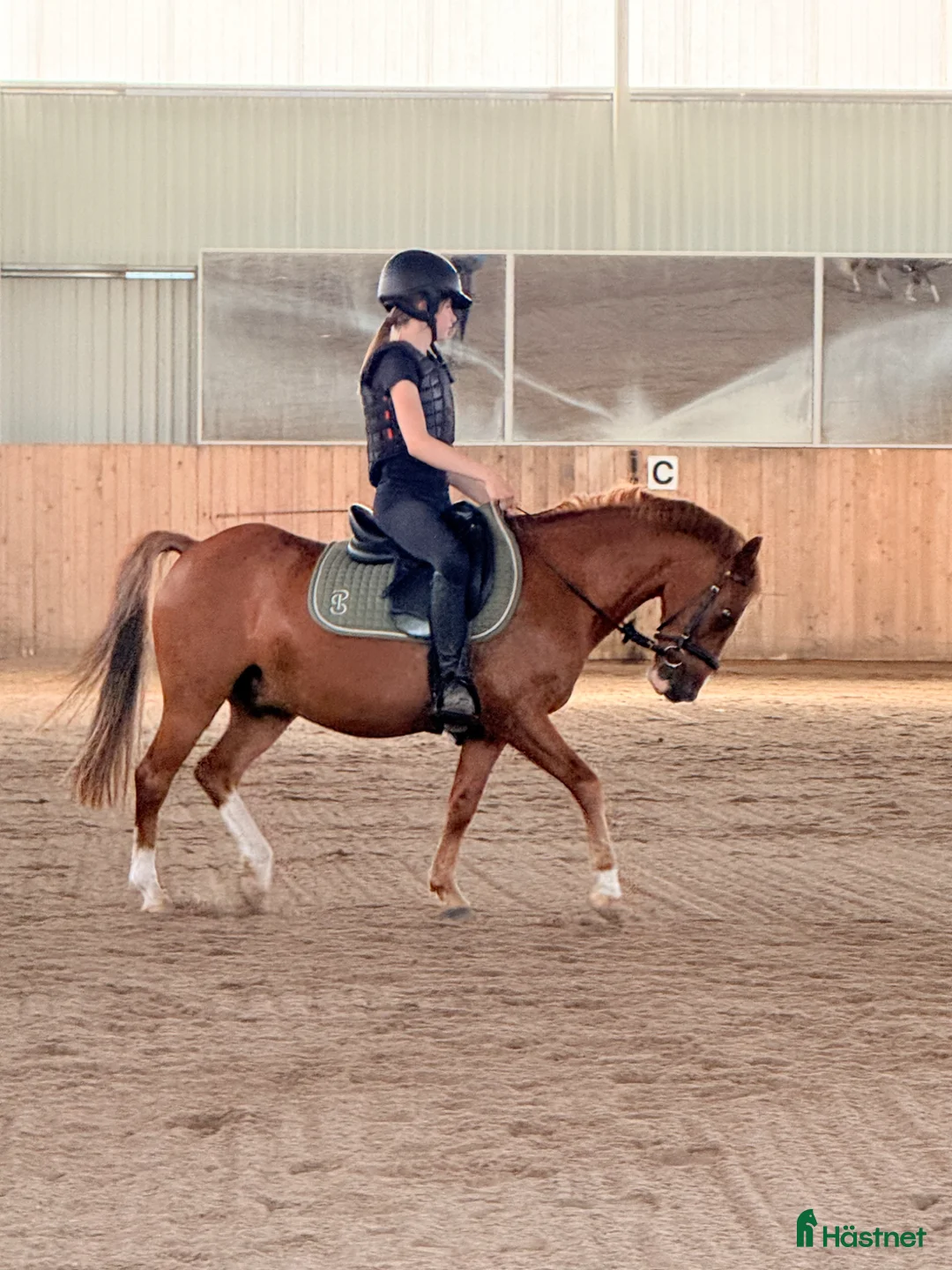 Allround hästar till salu: Fina Valentino❤️ - Annons 1
