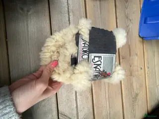 Benskydd hästutrustning Eskadron bakskydd i Trosa - Annons 5